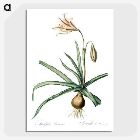 2-94_The-Lilies_picture-crop