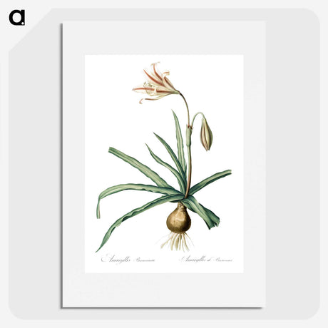 2-94_The-Lilies_picture