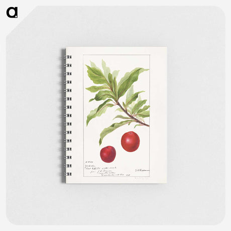2-94_USDA-Watercolor-Fruit-Painting-Collection_memo