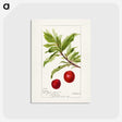 2-94_USDA-Watercolor-Fruit-Painting-Collection_postcard