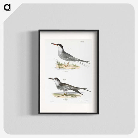 2-94_Zoology-of-New-York_blk