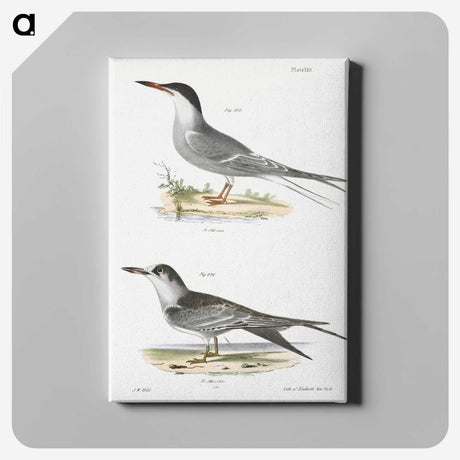 2-94_Zoology-of-New-York_canvas