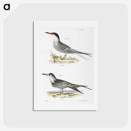 2-94_Zoology-of-New-York_hagaki