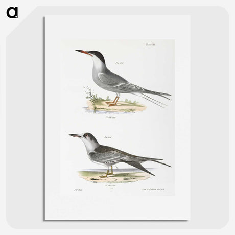 2-94_Zoology-of-New-York_picture