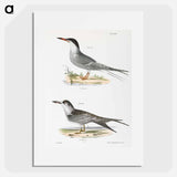 Tern - ニューヨークの動物学 Poster.