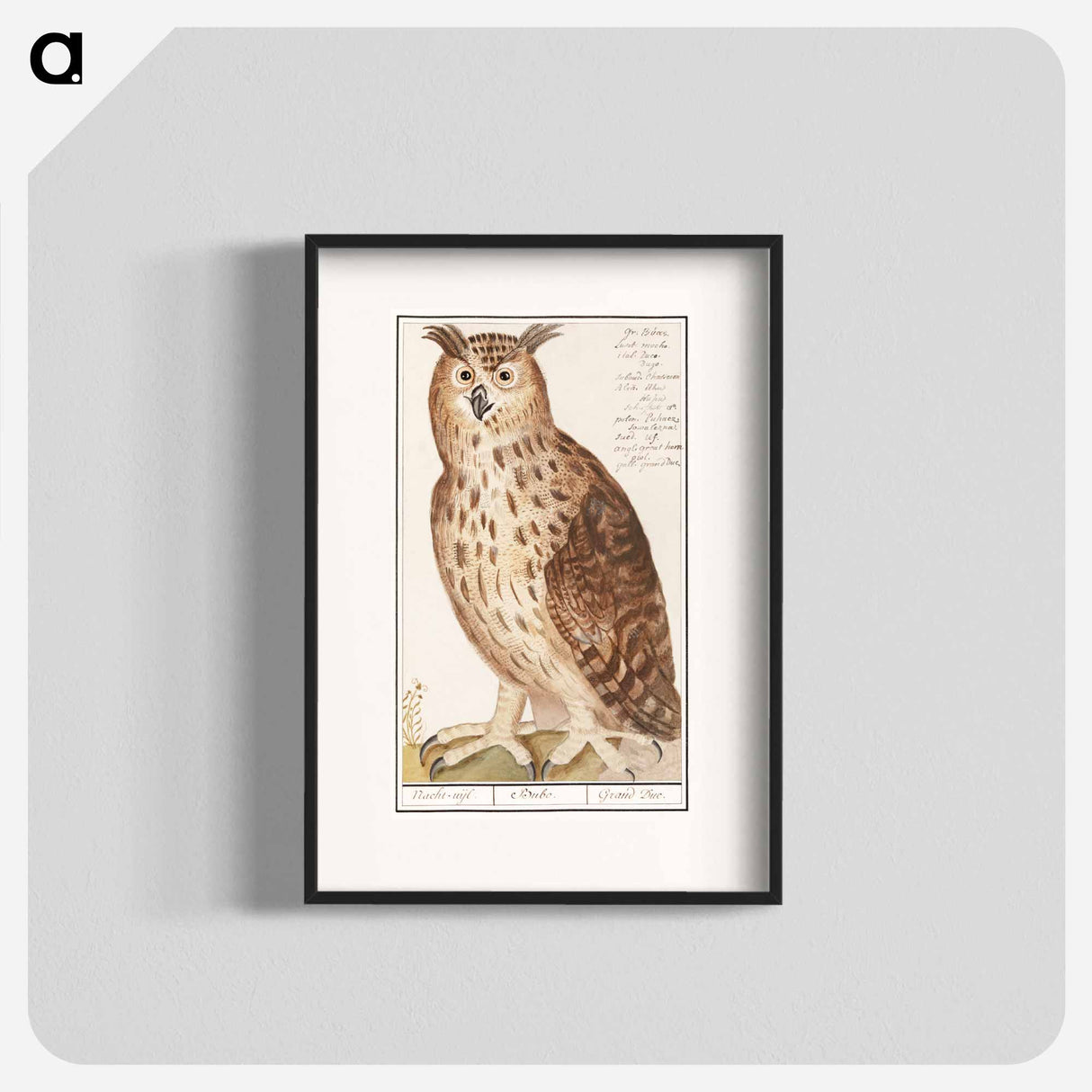 Eagle Owl - アンセルムス ボエティウス デ ブート Poster.
