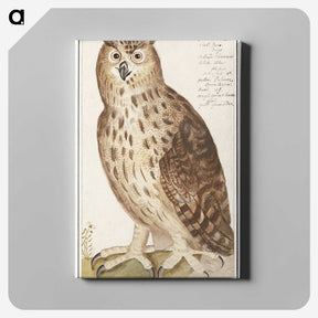 2-95_Anselmus-Boetius-de-Boodt_canvas