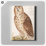 Eagle Owl - アンセルムス ボエティウス デ ブート Canvas.