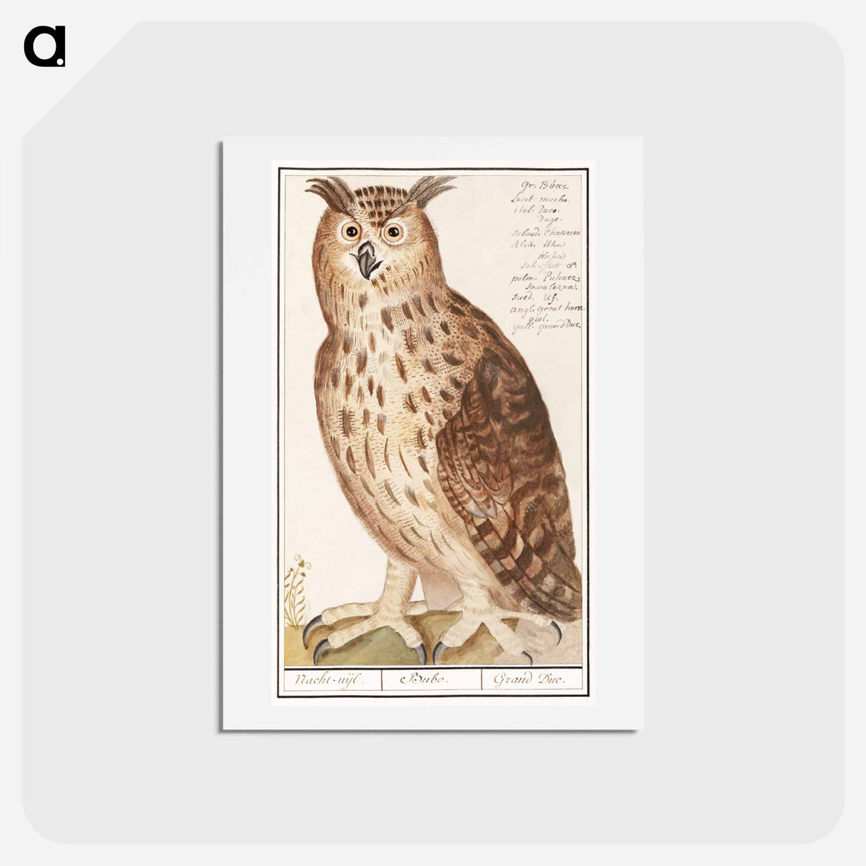 アートポストカード-Eagle Owl - アンセルムス ボエティウス デ ブート Postcard.
