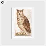 アートポストカード-Eagle Owl - アンセルムス ボエティウス デ ブート Postcard.