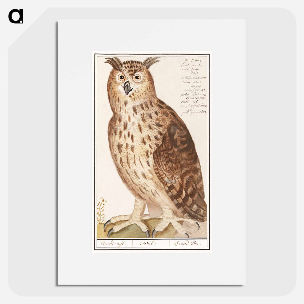 Eagle Owl - アンセルムス ボエティウス デ ブート Poster.