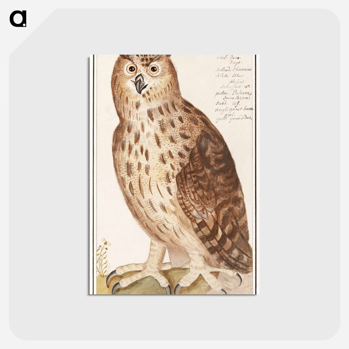 アートポストカード-Eagle Owl - アンセルムス ボエティウス デ ブート Postcard.