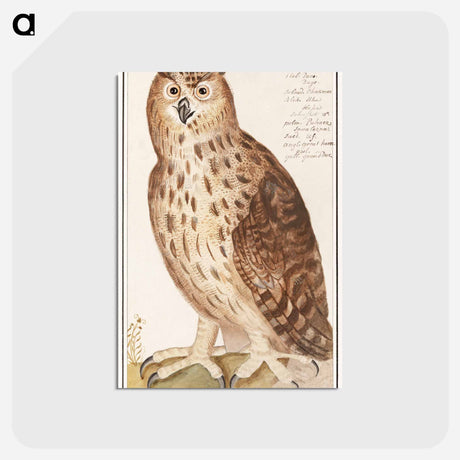 アートポストカード-Eagle Owl - アンセルムス ボエティウス デ ブート Postcard.