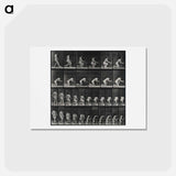アートポストカード-Praying Woman
 - エドワード マイブリッジ Postcard.