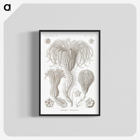 2-95_Ernst-Haeckel_blk-crop