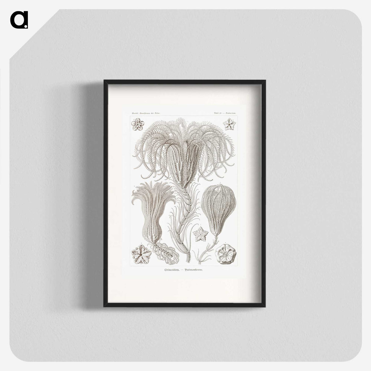 2-95_Ernst-Haeckel_blk