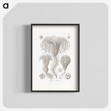 2-95_Ernst-Haeckel_blk