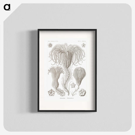 2-95_Ernst-Haeckel_blk