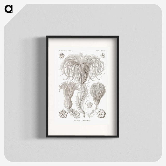 2-95_Ernst-Haeckel_blk