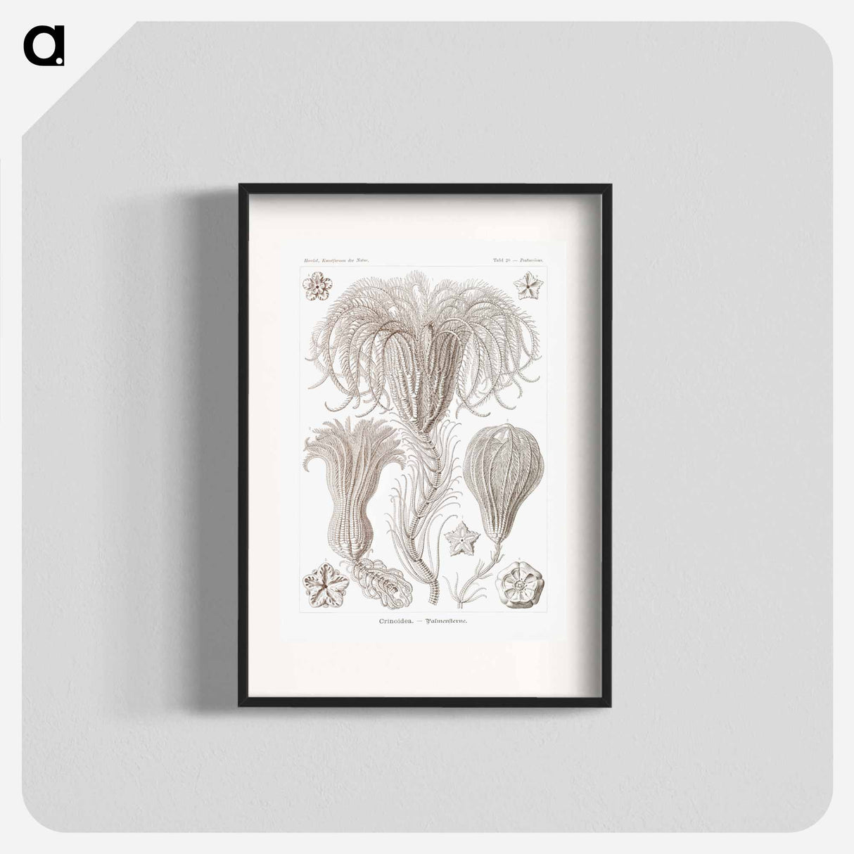 Crinoidea–Palmensterne - エルンスト ヘッケル Poster.