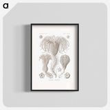 Crinoidea–Palmensterne - エルンスト ヘッケル Poster.