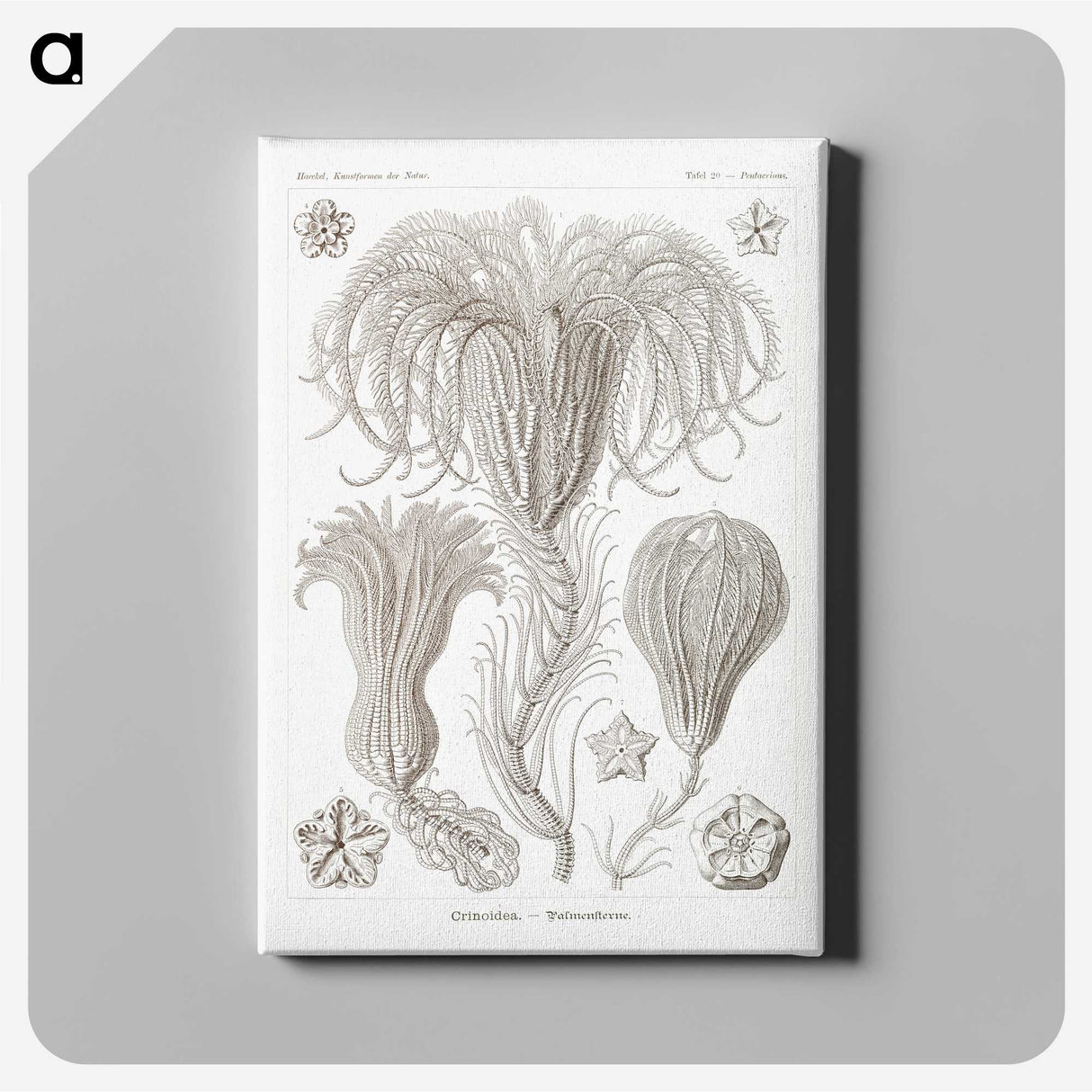 2-95_Ernst-Haeckel_canvas