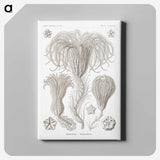 2-95_Ernst-Haeckel_canvas
