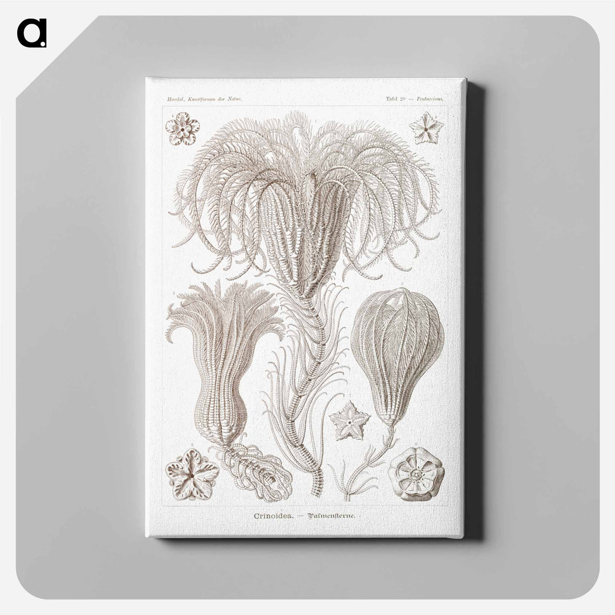 Crinoidea–Palmensterne - エルンスト ヘッケル Canvas.
