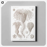 Crinoidea–Palmensterne - エルンスト ヘッケル Canvas.