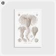 アートポストカード-Crinoidea–Palmensterne - エルンスト ヘッケル Postcard.