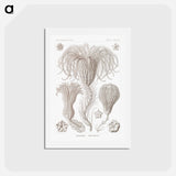 アートポストカード-Crinoidea–Palmensterne - エルンスト ヘッケル Postcard.