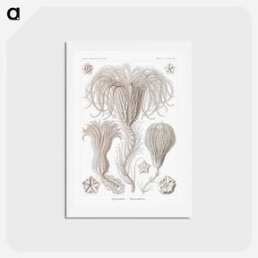 アートポストカード-Crinoidea–Palmensterne - エルンスト ヘッケル Postcard.