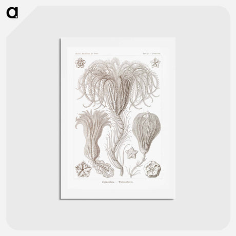 アートポストカード-Crinoidea–Palmensterne - エルンスト ヘッケル Postcard.