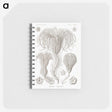 2-95_Ernst-Haeckel_memo