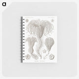 2-95_Ernst-Haeckel_memo