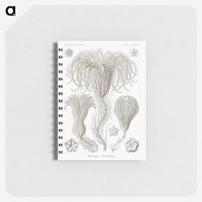2-95_Ernst-Haeckel_memo