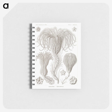 2-95_Ernst-Haeckel_memo