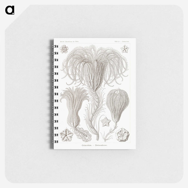 2-95_Ernst-Haeckel_memo