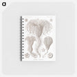 アートメモ帳-Crinoidea–Palmensterne - エルンスト ヘッケル Memo.