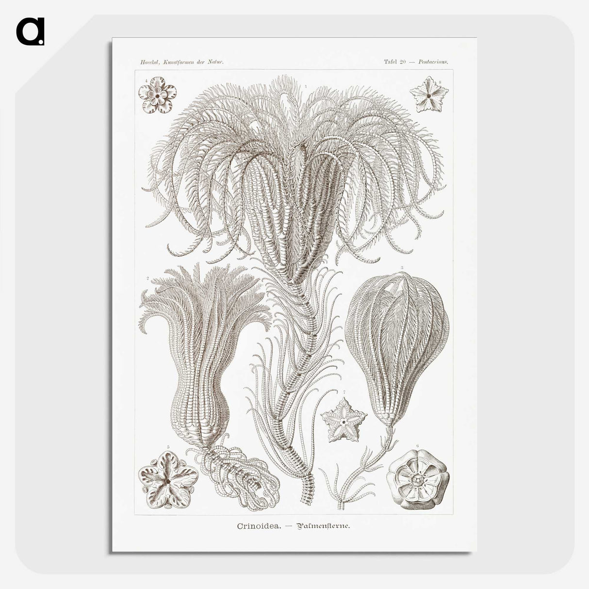 2-95_Ernst-Haeckel_picture-crop