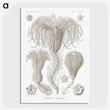 2-95_Ernst-Haeckel_picture-crop