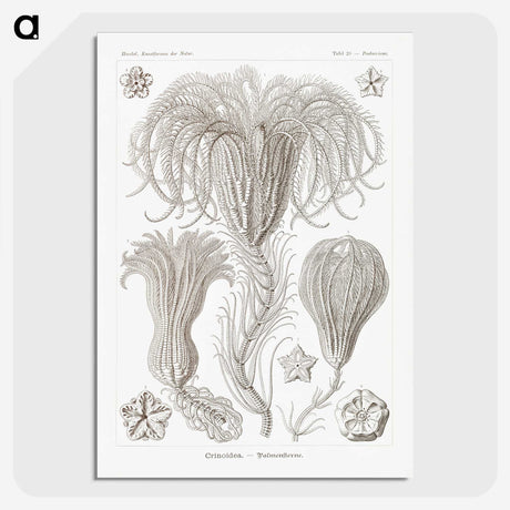 2-95_Ernst-Haeckel_picture-crop