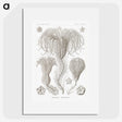 2-95_Ernst-Haeckel_picture