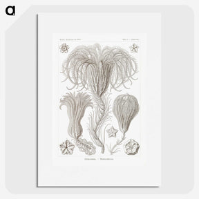 2-95_Ernst-Haeckel_picture