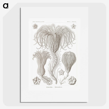 2-95_Ernst-Haeckel_picture