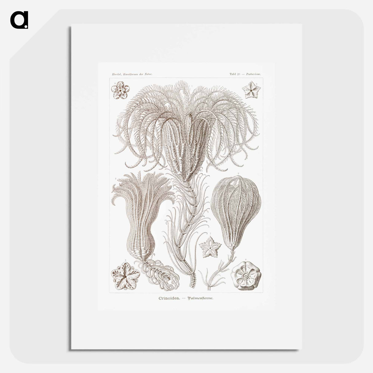 Crinoidea–Palmensterne - エルンスト ヘッケル Poster.