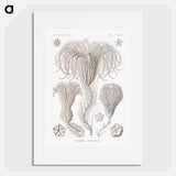 Crinoidea–Palmensterne - エルンスト ヘッケル Poster.
