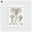 2-95_Ernst-Haeckel_postcard