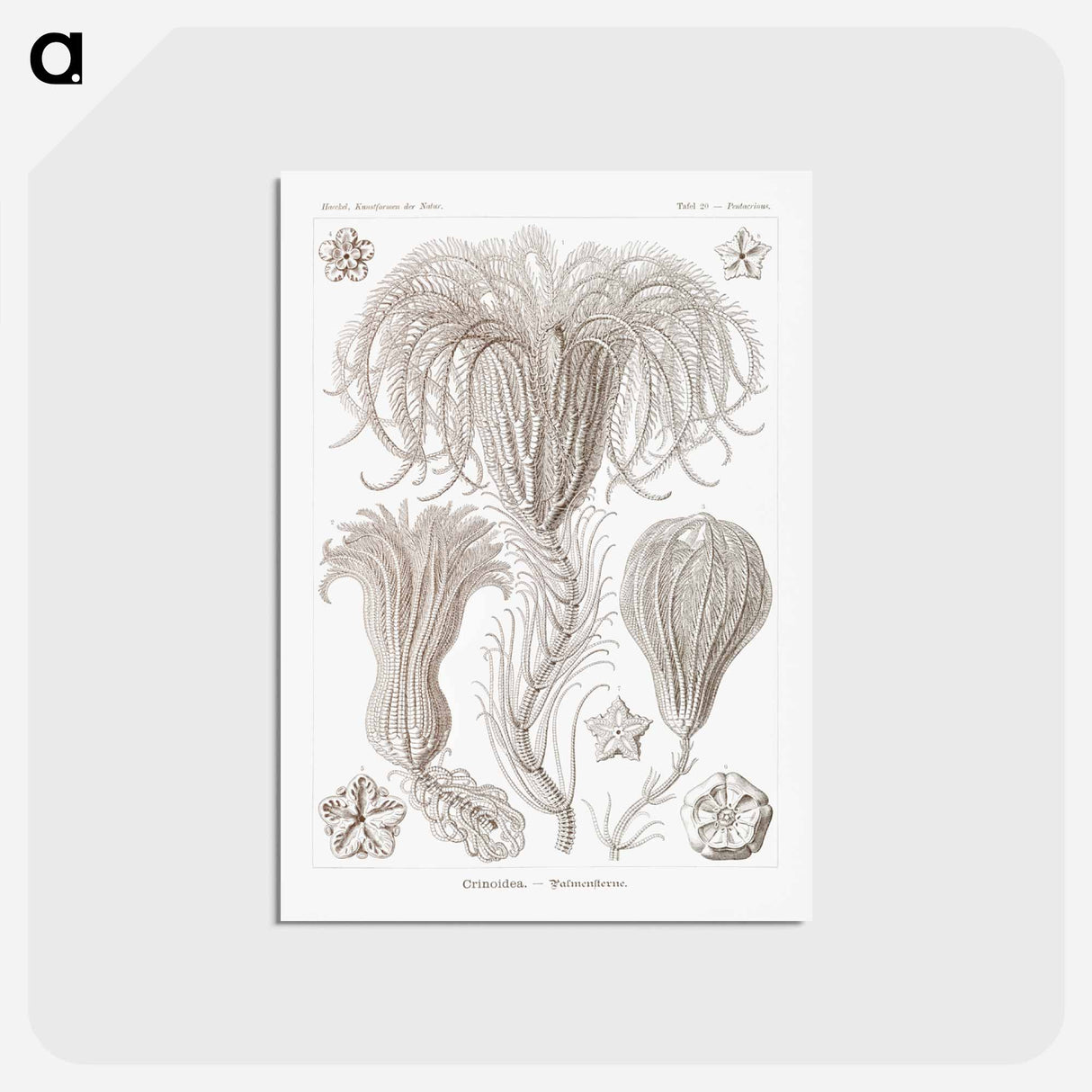 アートポストカード-Crinoidea–Palmensterne - エルンスト ヘッケル Postcard.