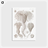 アートポストカード-Crinoidea–Palmensterne - エルンスト ヘッケル Postcard.